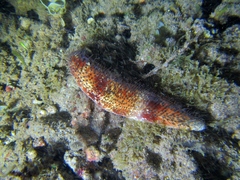 Actinopyga capillata