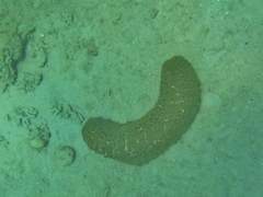 Stichopus herrmanni