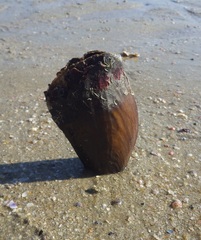 Pinnoidea