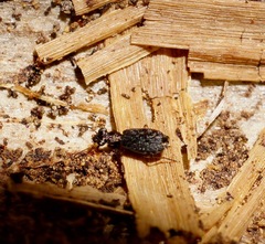 Scopodes