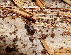 Scopodes