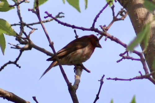 Purple Finch