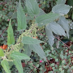 Urtica dioica