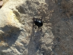 Timarcha tenebricosa