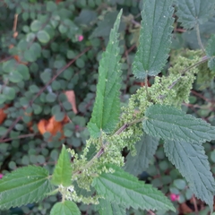 Urtica dioica