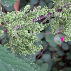 Urtica dioica