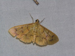 Pleuroptya symphonodes
