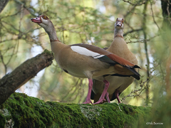 Alopochen aegyptiaca