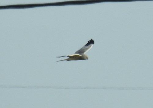 Hen Harrier