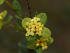 Pimelea flava