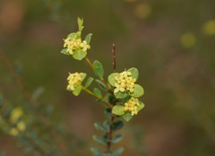 Pimelea flava