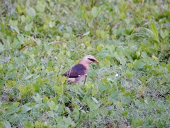Acridotheres leucocephalus