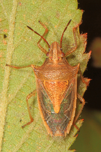 Rice Stink Bug photo 4