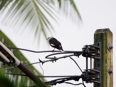 Acridotheres leucocephalus