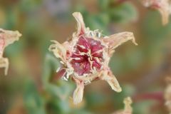 Mesembryanthemoideae