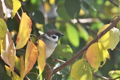 Passer montanus