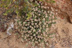 Mesembryanthemoideae