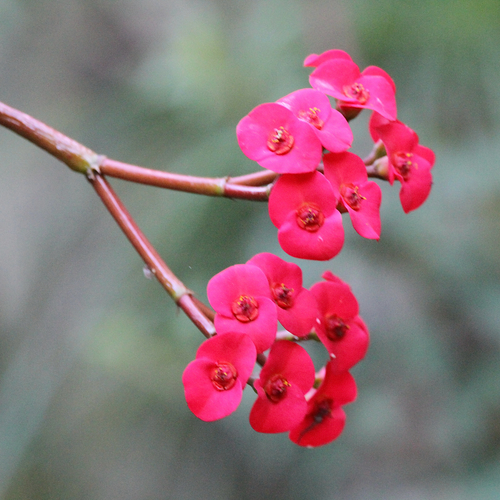 Euphorbia milii
