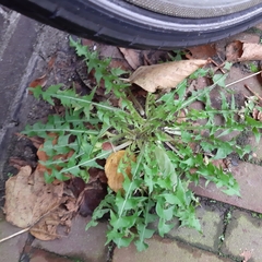 Taraxacum officinale