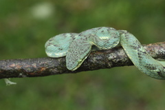 Craspedocephalus gramineus