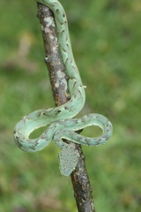 Craspedocephalus gramineus