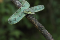 Craspedocephalus gramineus