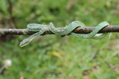 Craspedocephalus gramineus