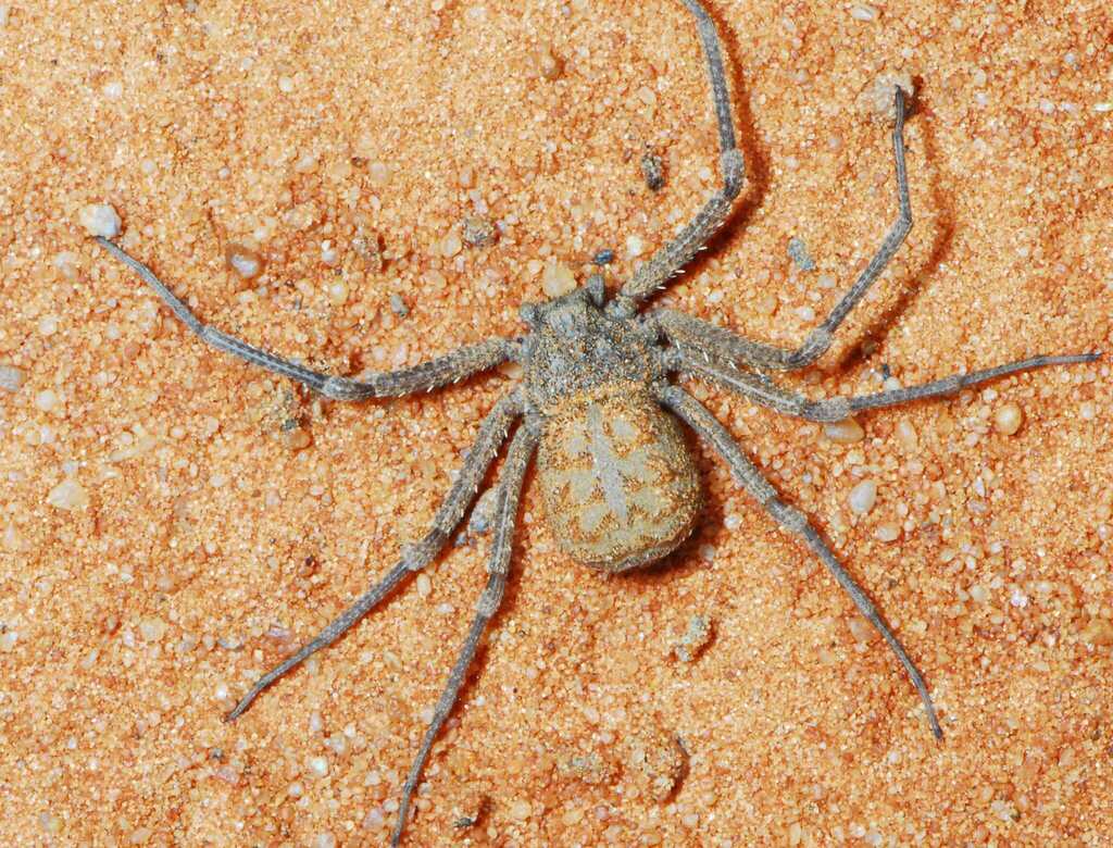 Sixeyed Sand Spider