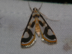 Theila siennata