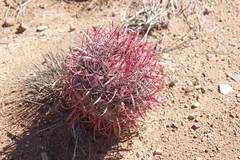 Ferocactus gracilis gracilis