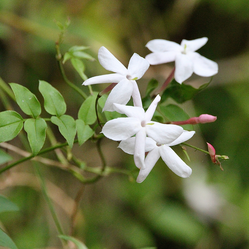 Jasminum