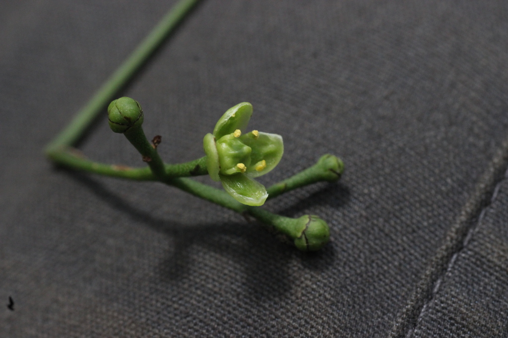 Glyptopetalum lawsonii