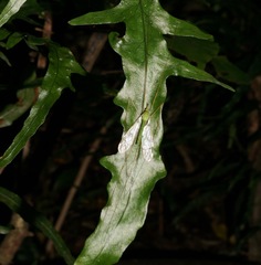 Leptotarsus virescens