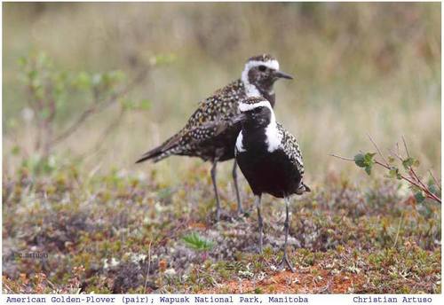 American Golden-Plover