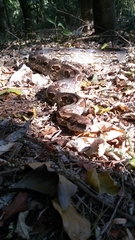 Acrantophis dumerili