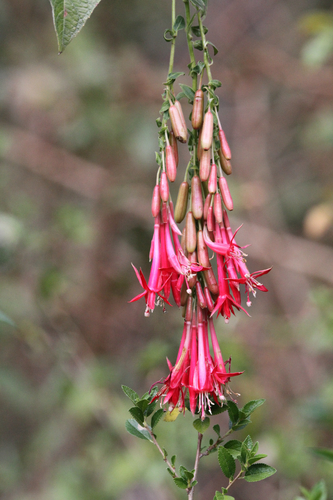 Fuchsia boliviana