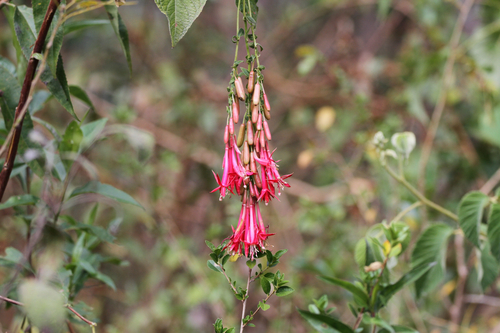 Fuchsia boliviana