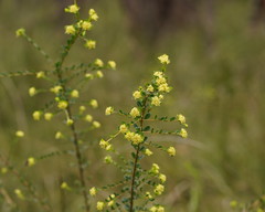 Pimelea flava flava
