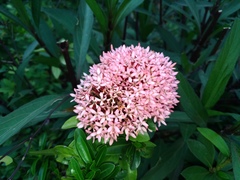 Ixora coccinea