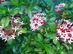 Ixora coccinea