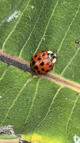 Asian Lady Beetle photographed in West Virginia