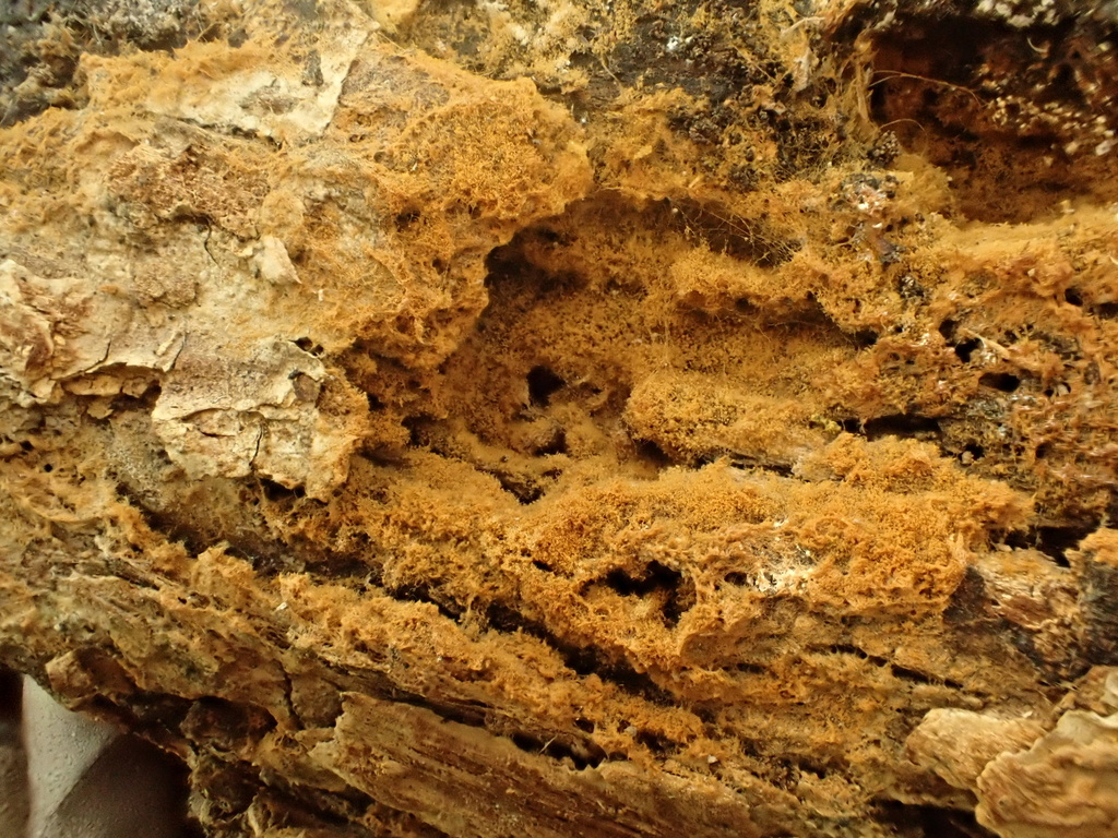 Botryobasidium sp. 'FL01'