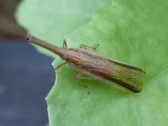 Zedochir fuscovittatus