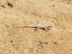 Acanthodactylus boskianus