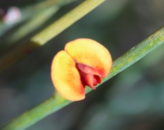 Daviesia benthamii
