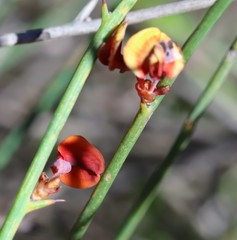 Daviesia benthamii