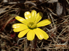 Ranunculus verticillatus