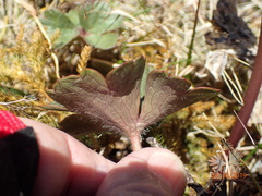 Ranunculus verticillatus