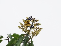 Dysphania subrepleta