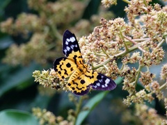 Dysphania subrepleta